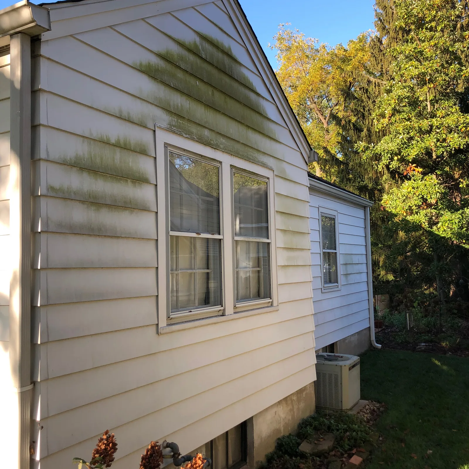 Green algae streaking across vinyl siding on the shaded side of a house